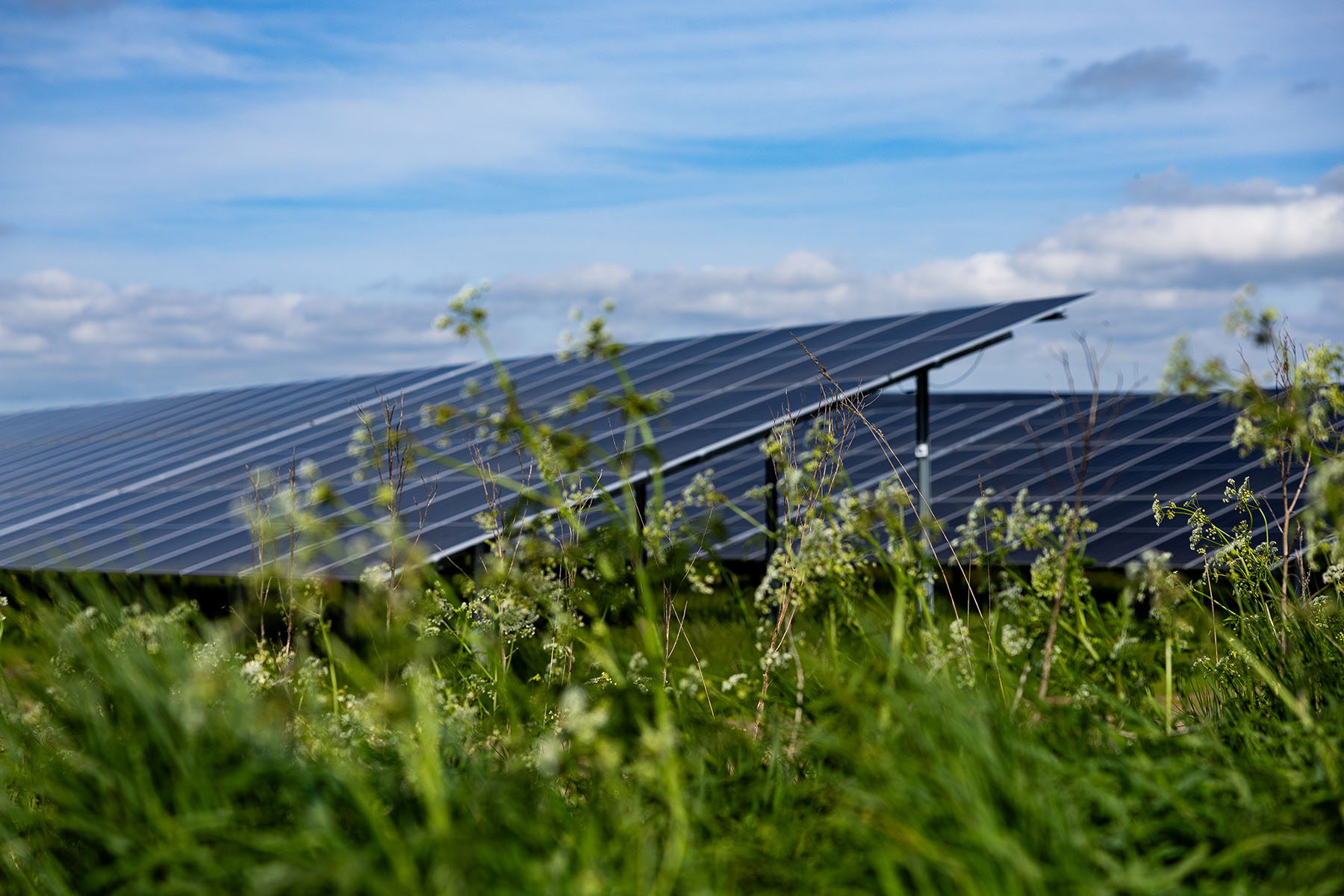 Solceller ved Kolind Solpark, som er opført af NRGi Renewables