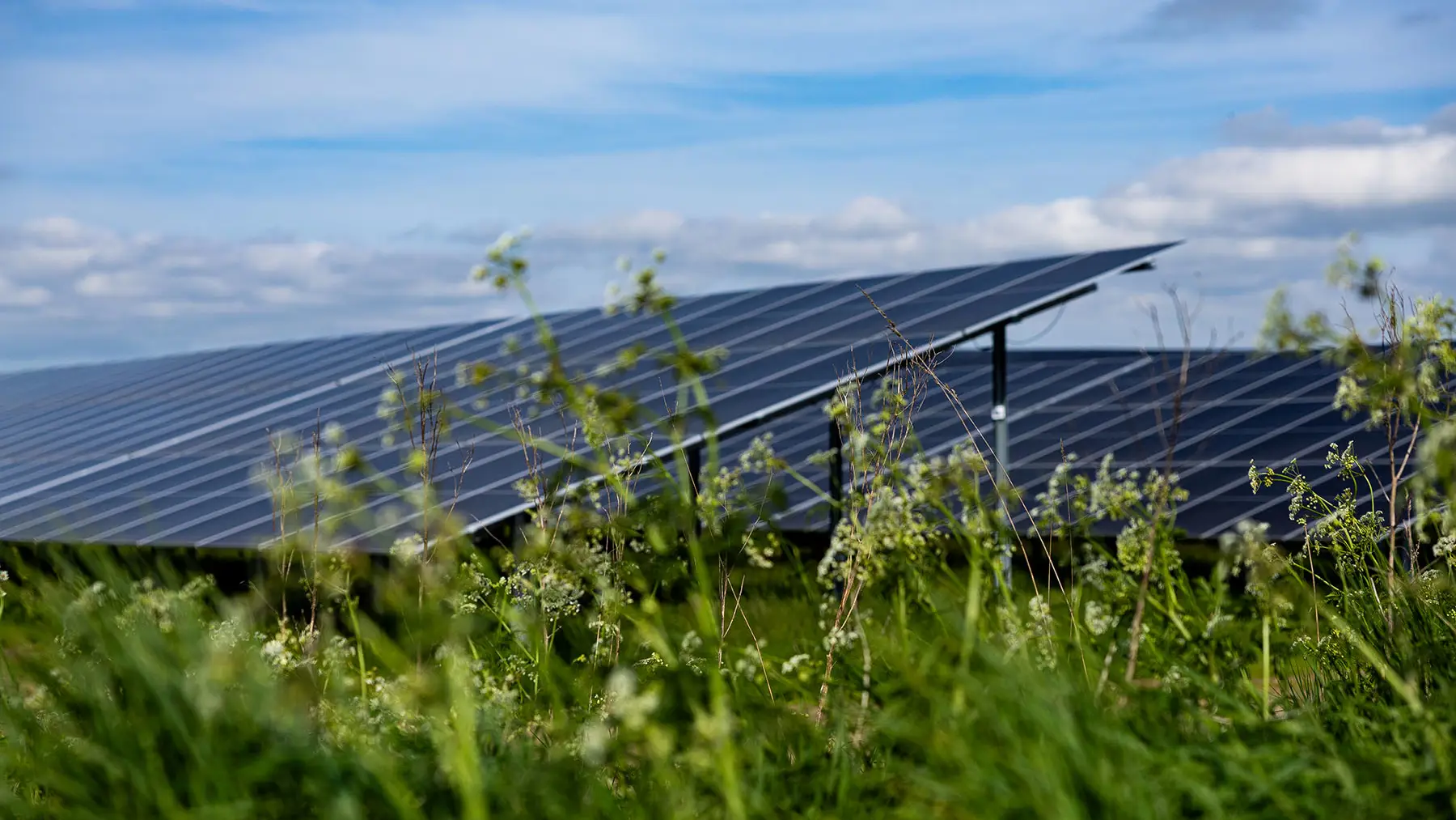 Solceller ved Kolind Solpark, som er opført af NRGi Renewables