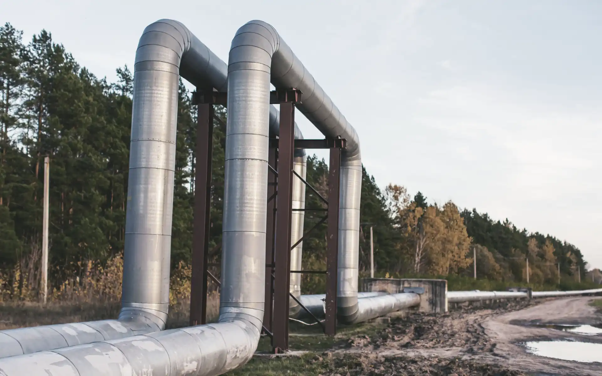  Elevated insulated gas pipelines supported by metal structures, running alongside a forested area.